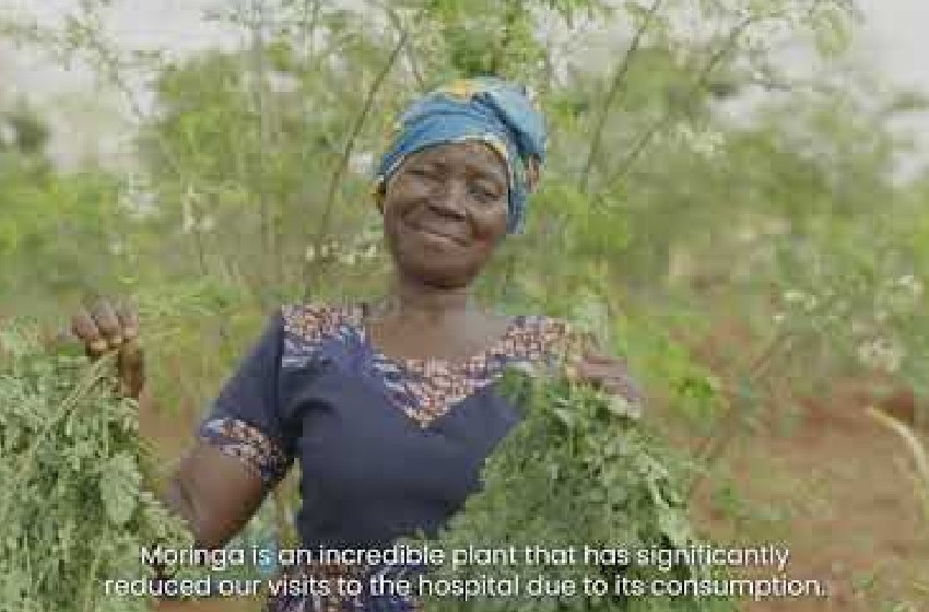 The Miracle Tree that is Improving Livelihoods and Nutrition in Emali