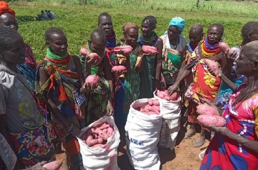 Orange-fleshed sweet potatoes providing nutritious diet to Turkana and Samburu