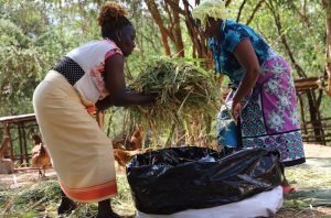 Lishe Bora na Mama Silage Project: Empowering Women, Youth & Smallholder Farmers through Climate Smart Dairy Enterprises
