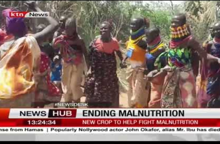Turkana farmers planting sweet potatoes to help fight malnutrition
