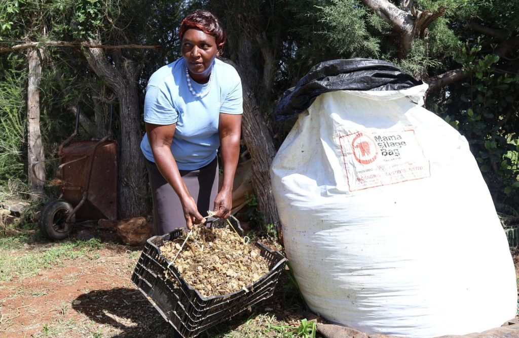 Climate-smart dairy farming is boosting milk production in Laikipia and Nyeri