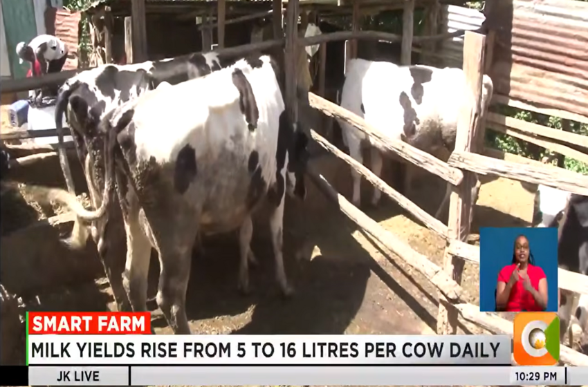 Laikipia dairy farmers boost yields through silage project