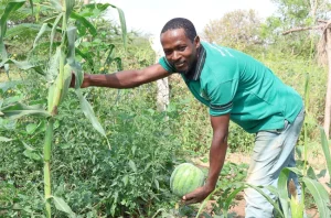 Scaling nature-based solutions for ecosystem restoration in Kajiado, Makueni and Kiambu
