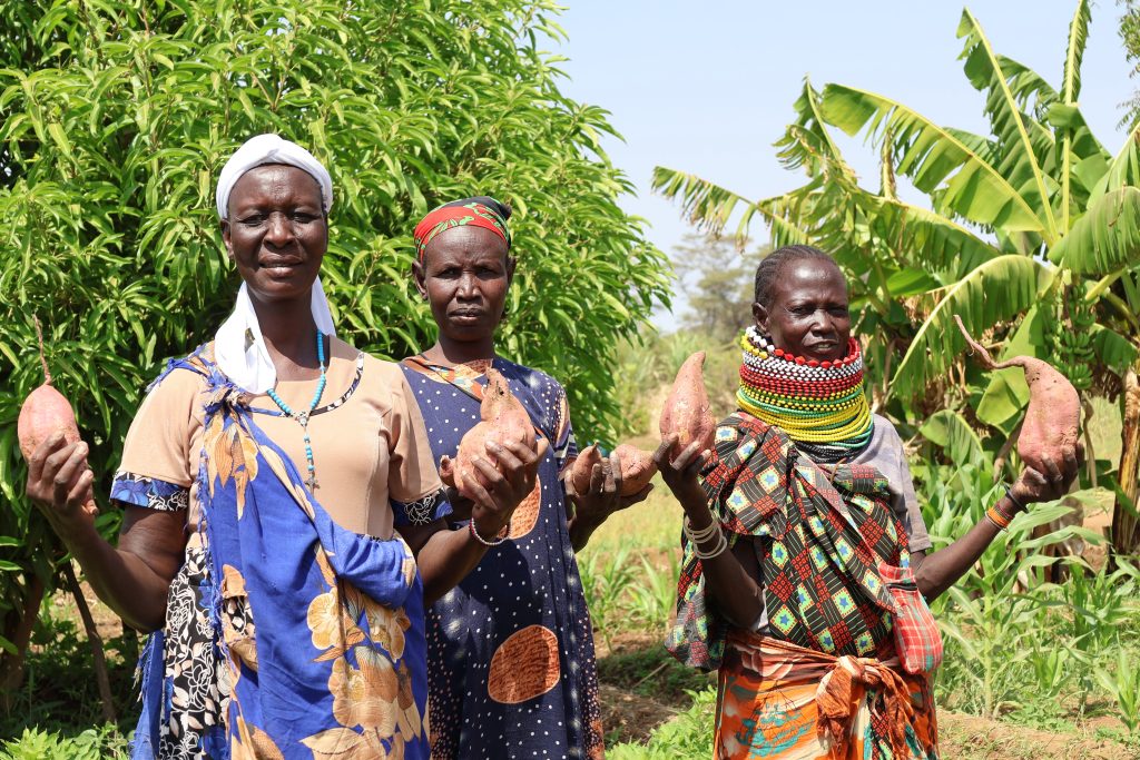 Turkana County embraces orange-fleshed sweet potato farming